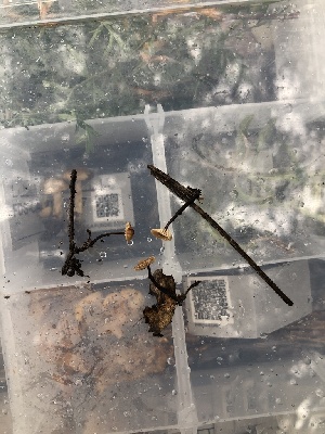  ( - FDS-CA-03328)  @11 [ ] by (2024) Justin Paulin Fungal Diversity Survey