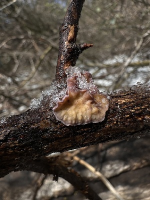  ( - FDS-CA-01592)  @11 [ ] c (2024) Rudy Diaz Fungal Diversity Survey