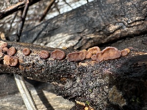 ( - FDS-CA-01592)  @11 [ ] c (2024) Rudy Diaz Fungal Diversity Survey