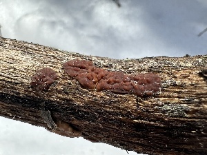  ( - FDS-CA-01627)  @11 [ ] c (2024) Rudy Diaz Fungal Diversity Survey