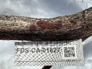  ( - FDS-CA-01627)  @11 [ ] c (2024) Rudy Diaz Fungal Diversity Survey