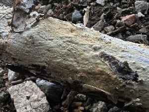  (Phanerochaete livescens - FDS-CA-01626)  @11 [ ] c (2024) Rudy Diaz Fungal Diversity Survey