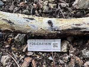  ( - FDS-CA-01626)  @11 [ ] c (2024) Rudy Diaz Fungal Diversity Survey