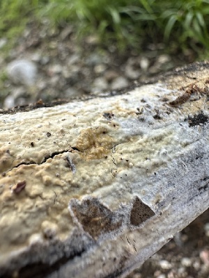  ( - FDS-CA-01626)  @11 [ ] c (2024) Rudy Diaz Fungal Diversity Survey