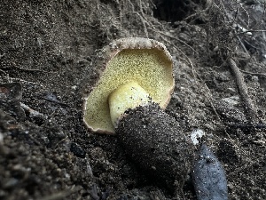  ( - FDS-CA-01631)  @11 [ ] c (2024) Rudy Diaz Fungal Diversity Survey
