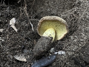  ( - FDS-CA-01631)  @11 [ ] c (2024) Rudy Diaz Fungal Diversity Survey