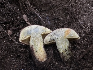  ( - FDS-CA-01631)  @11 [ ] c (2024) Rudy Diaz Fungal Diversity Survey
