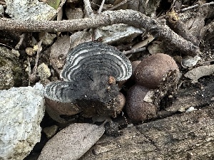  ( - FDS-CA-01629)  @11 [ ] c (2024) Rudy Diaz Fungal Diversity Survey