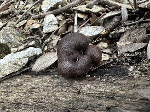  ( - FDS-CA-01629)  @11 [ ] c (2024) Rudy Diaz Fungal Diversity Survey