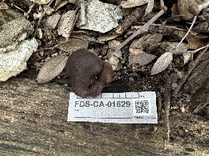  ( - FDS-CA-01629)  @11 [ ] c (2024) Rudy Diaz Fungal Diversity Survey