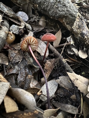  ( - FDS-CA-01630)  @11 [ ] c (2024) Rudy Diaz Fungal Diversity Survey