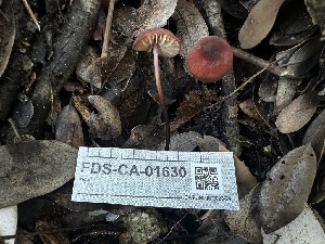  ( - FDS-CA-01630)  @11 [ ] c (2024) Rudy Diaz Fungal Diversity Survey