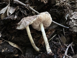  ( - FDS-CA-01633)  @11 [ ] c (2024) Rudy Diaz Fungal Diversity Survey