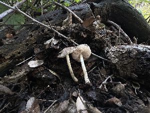  ( - FDS-CA-01633)  @11 [ ] c (2024) Rudy Diaz Fungal Diversity Survey