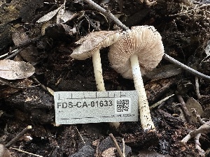  ( - FDS-CA-01633)  @11 [ ] c (2024) Rudy Diaz Fungal Diversity Survey