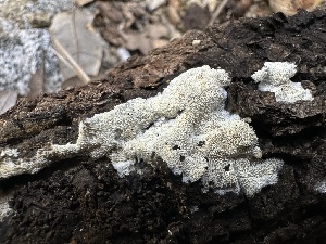  ( - FDS-CA-01632)  @11 [ ] c (2024) Rudy Diaz Fungal Diversity Survey