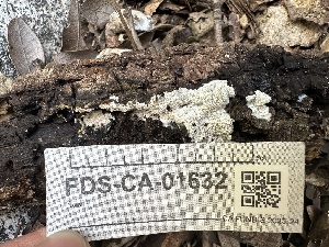  ( - FDS-CA-01632)  @11 [ ] c (2024) Rudy Diaz Fungal Diversity Survey