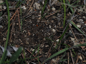  ( - FDS-CA-03311)  @11 [ ] by (2024) Justin Paulin Fungal Diversity Survey