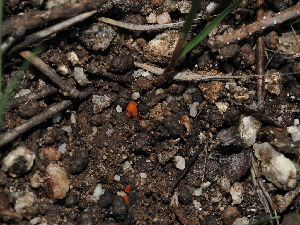  ( - FDS-CA-03311)  @11 [ ] by (2024) Justin Paulin Fungal Diversity Survey