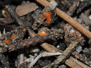  ( - FDS-CA-03311)  @11 [ ] by (2024) Justin Paulin Fungal Diversity Survey