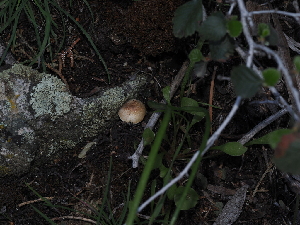  (Lepiota scaberula - FDS-CA-03312)  @11 [ ] by (2024) Justin Paulin Fungal Diversity Survey