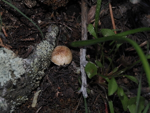  ( - FDS-CA-03312)  @11 [ ] by (2024) Justin Paulin Fungal Diversity Survey