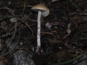  ( - FDS-CA-03312)  @11 [ ] by (2024) Justin Paulin Fungal Diversity Survey