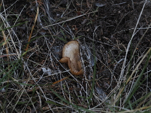  ( - FDS-CA-03313)  @11 [ ] by (2024) Justin Paulin Fungal Diversity Survey