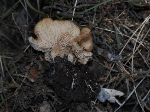  ( - FDS-CA-03313)  @11 [ ] by (2024) Justin Paulin Fungal Diversity Survey