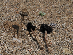  ( - FDS-CA-03316)  @11 [ ] by (2024) Justin Paulin Fungal Diversity Survey