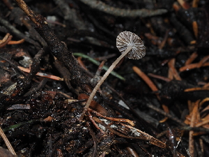  ( - FDS-CA-03320)  @11 [ ] by (2024) Justin Paulin Fungal Diversity Survey