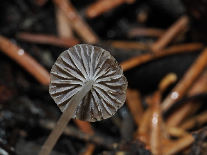  ( - FDS-CA-03320)  @11 [ ] by (2024) Justin Paulin Fungal Diversity Survey