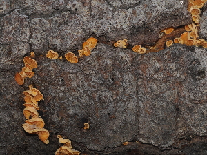  ( - FDS-CA-03321)  @11 [ ] by (2024) Justin Paulin Fungal Diversity Survey
