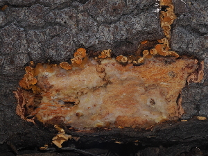  ( - FDS-CA-03321)  @11 [ ] by (2024) Justin Paulin Fungal Diversity Survey