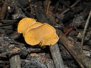  ( - FDS-CA-03321)  @11 [ ] by (2024) Justin Paulin Fungal Diversity Survey
