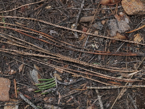  ( - FDS-CA-03322)  @11 [ ] by (2024) Justin Paulin Fungal Diversity Survey