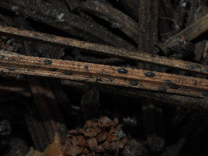  ( - FDS-CA-03322)  @11 [ ] by (2024) Justin Paulin Fungal Diversity Survey