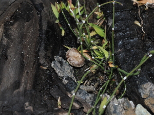  (Inocybe sp. CA56 - FDS-CA-03323)  @11 [ ] by (2024) Justin Paulin Fungal Diversity Survey