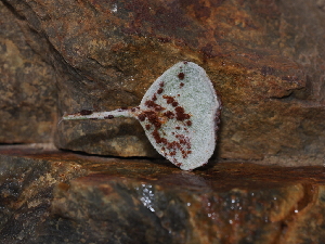  (Uromyces intricatus - FDS-CA-03329)  @11 [ ] by (2024) Justin Paulin Fungal Diversity Survey