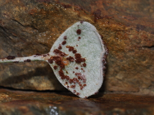  ( - FDS-CA-03329)  @11 [ ] by (2024) Justin Paulin Fungal Diversity Survey