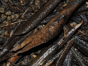  ( - FDS-CA-03332)  @11 [ ] by (2024) Justin Paulin Fungal Diversity Survey