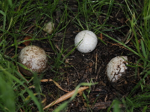  ( - FDS-CA-03333)  @11 [ ] by (2024) Justin Paulin Fungal Diversity Survey