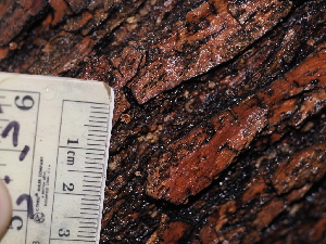  ( - FDS-CA-03334)  @11 [ ] by (2024) Justin Paulin Fungal Diversity Survey