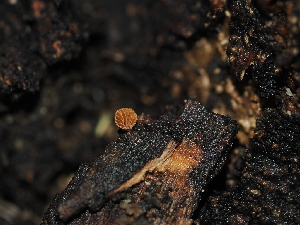  ( - FDS-CA-03334)  @11 [ ] by (2024) Justin Paulin Fungal Diversity Survey