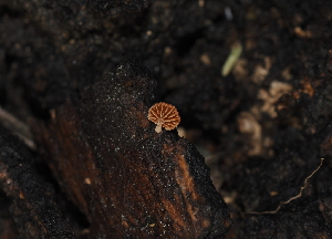  ( - FDS-CA-03334)  @11 [ ] by (2024) Justin Paulin Fungal Diversity Survey