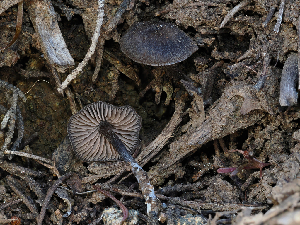  ( - FDS-CA-03309)  @11 [ ] by (2024) Justin Paulin Fungal Diversity Survey