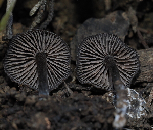  ( - FDS-CA-03309)  @11 [ ] by (2024) Justin Paulin Fungal Diversity Survey