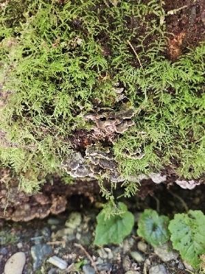  ( - FDS-CA-02117)  @11 [ ] by (2024) Mandy Hackney Fungal Diversity Survey