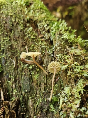  ( - FDS-CA-02120)  @11 [ ] by (2024) Mandy Hackney Fungal Diversity Survey