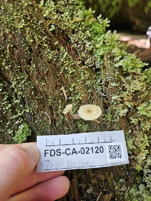  ( - FDS-CA-02120)  @11 [ ] by (2024) Mandy Hackney Fungal Diversity Survey